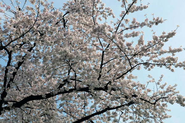15sakura